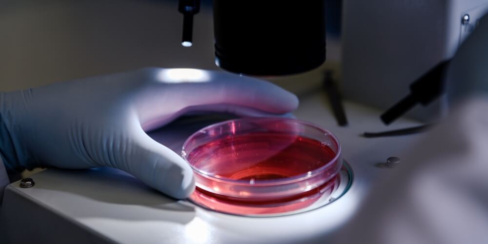 Will Stem Cells Replace Organ Transplants?