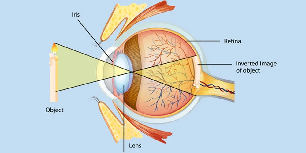 eye-diseases-zaren-stemcell-1